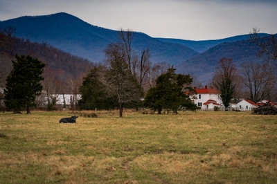 Blue Ridge Mountains Cow