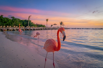 Flamingos on the Beach