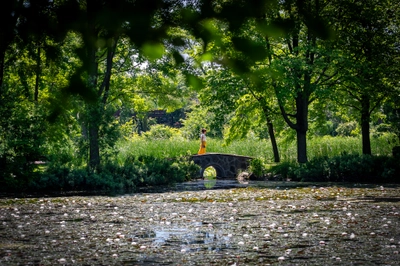 Bridge Over Water Lillies