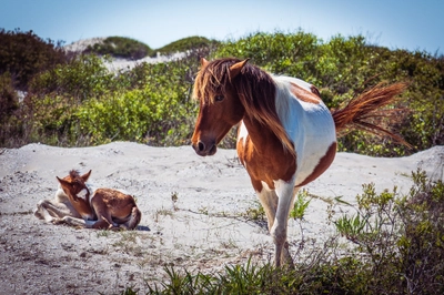 Wild Mare and Foal on Sandy Dunes