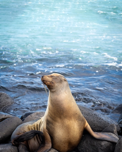 Sleepy Seal