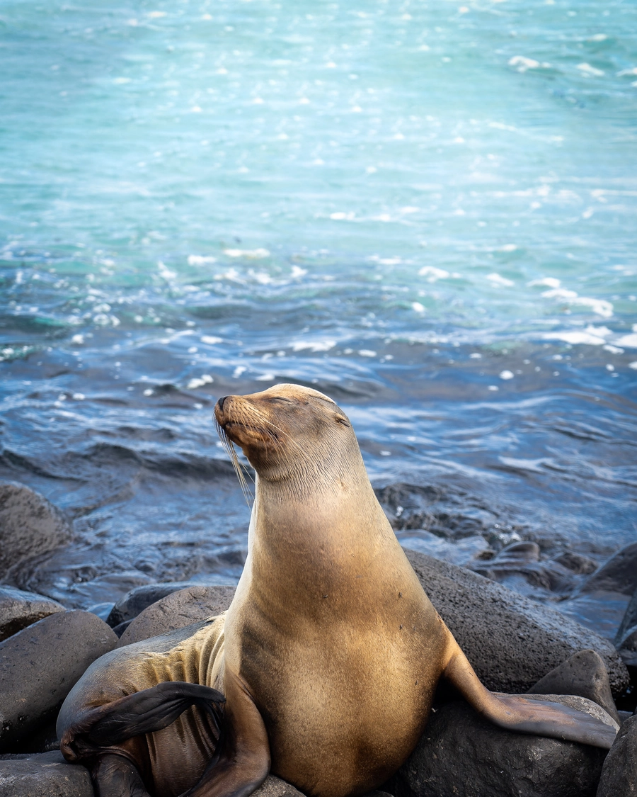 Sleepy Seal