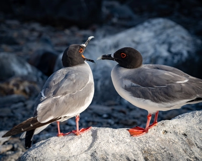 Chatting Birds