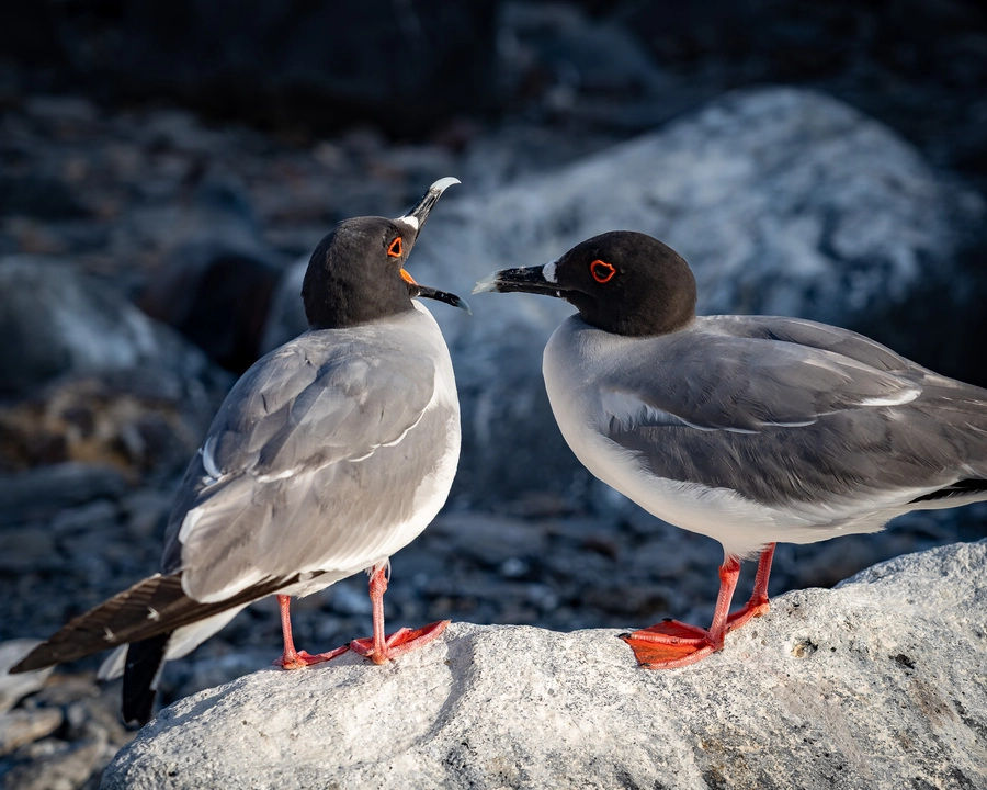 Chatting Birds