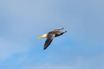 Flying Albatross