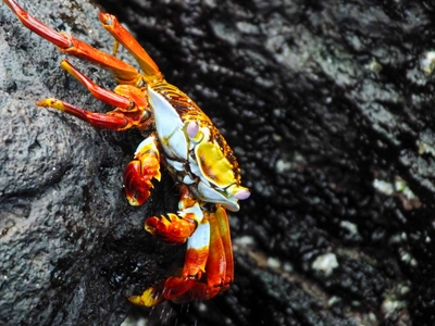 Sally Lightfoot Crab