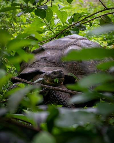 Giant Tortoise