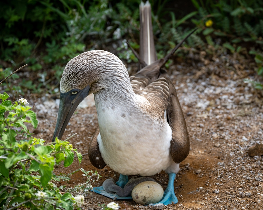 Newborn Blue Footed Booby