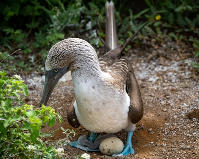 Newborn Blue Footed Booby