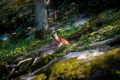 Lynx in Swedish Woods