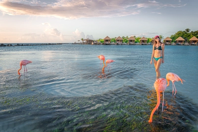 Flamingos in the Water