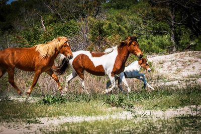 Galloping Wild Horses in Assateague