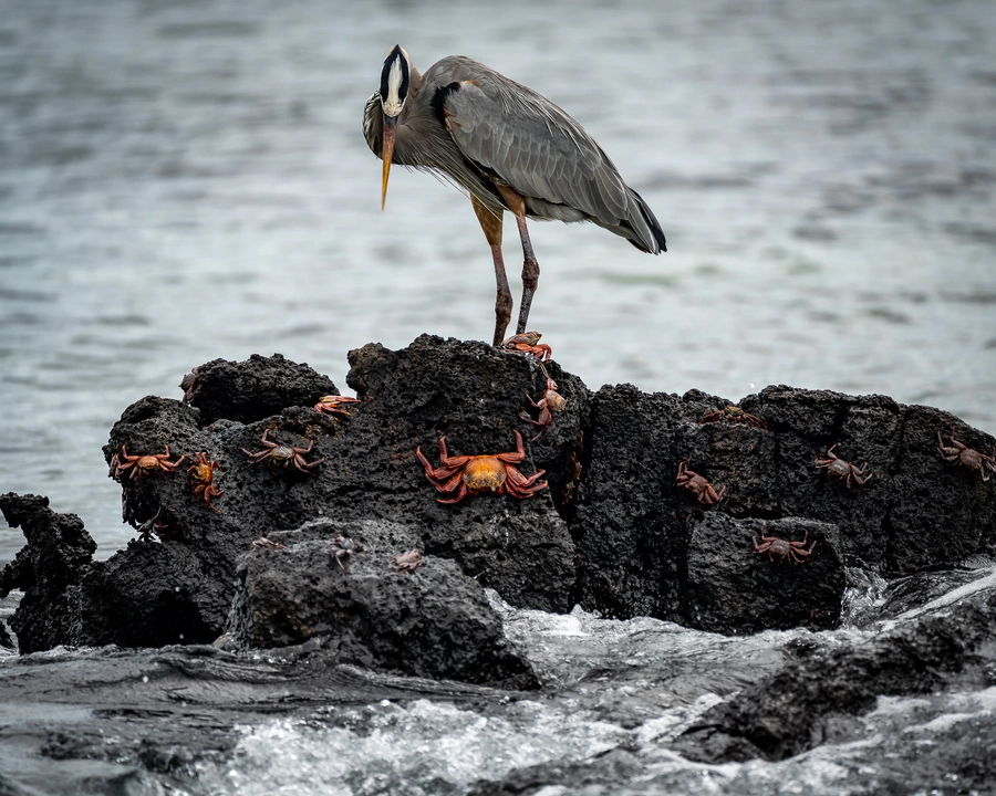 Heron Hunting Crabs