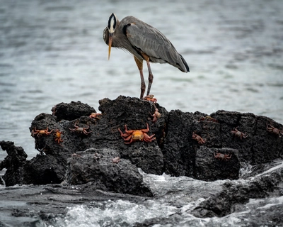 Heron Hunting Crabs
