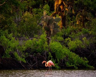 Flamingo Walking in a Pond