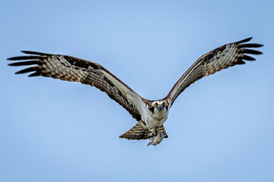 Osprey in Flight with Caught Fish