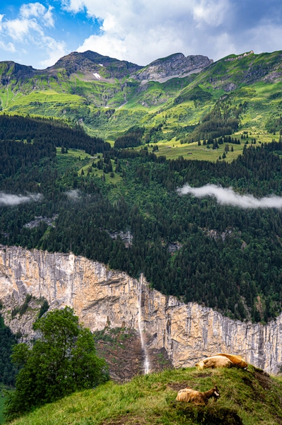 Farm Animals in Lauterbrunnen