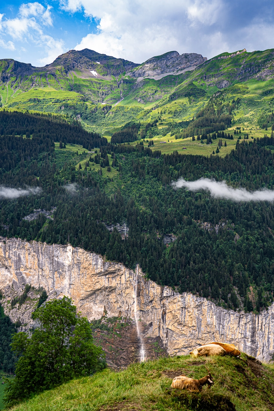 Farm Animals in Lauterbrunnen