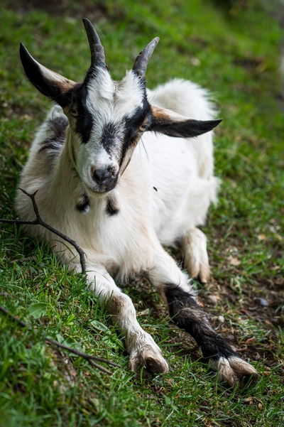 Reclining Goat
