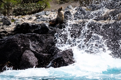 Waves Crashing Against a Seal