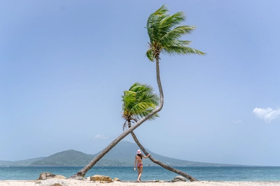 Palm Trees & Nevis Peak