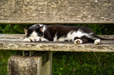 Relaxing Cat