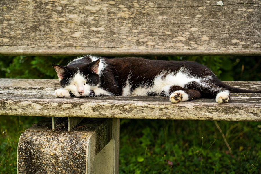 Relaxing Cat