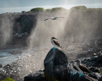 Blue Footed Boobys in the Mist
