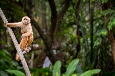 Monkey Caught in a Rainstorm