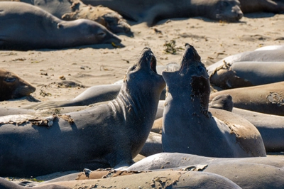 Seals Arguing