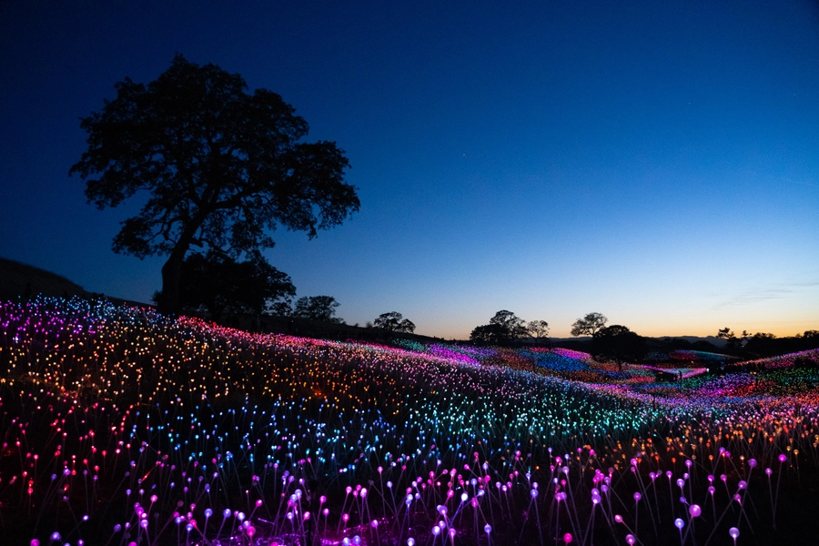 Field of Lights