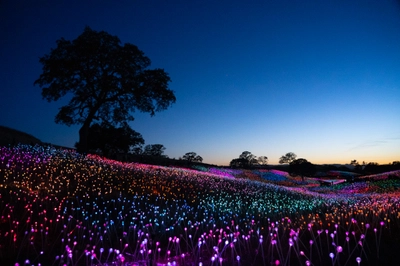 Field of Lights