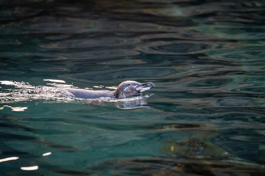 Swimming Galapagos Penguin