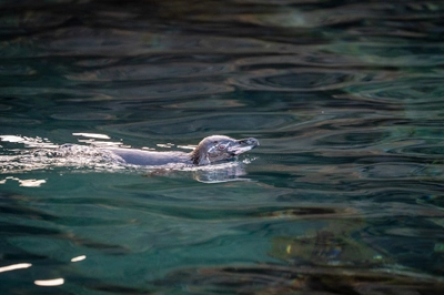 Swimming Galapagos Penguin