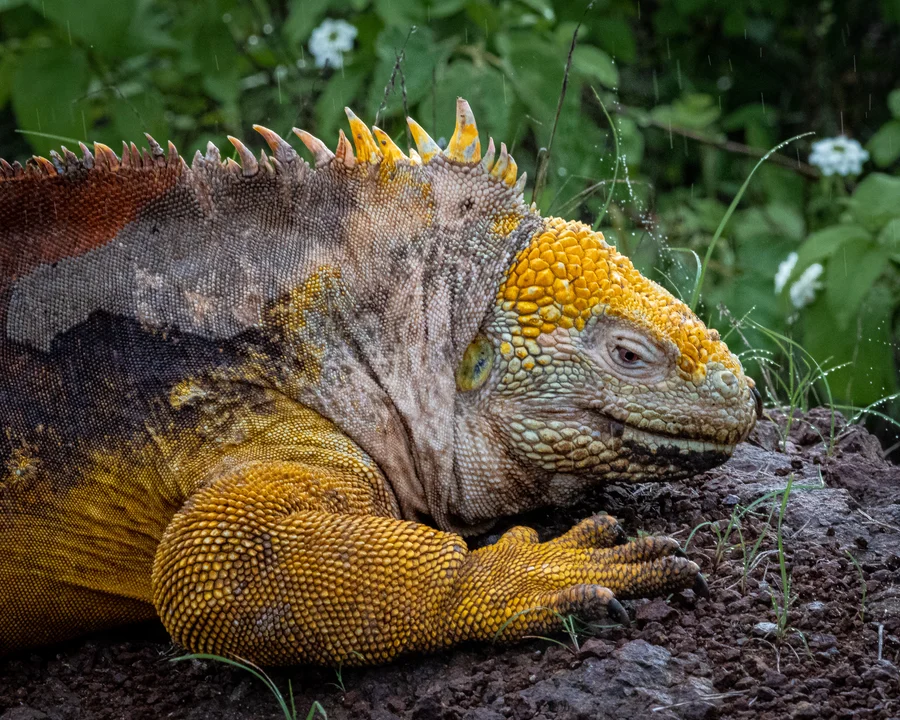 Galapagos Land Iguana Resting in the Rain